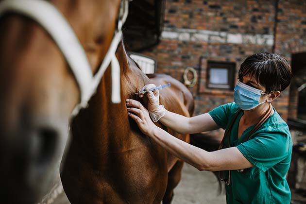 A Rowan University School of Veterinary Medicine Student attending to a horse